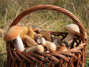 Готовим избранные блюда из подосиновиков Как можно приготовить грибы подосиновики